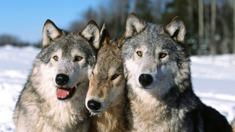 Imagen: Chris Alcock / Shutterstock